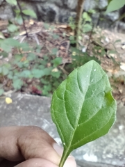 Cyanthillium cinereum