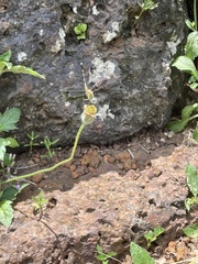 Diplacodes trivialis