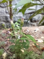 Cyanthillium cinereum