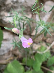 Antirrhinum majus