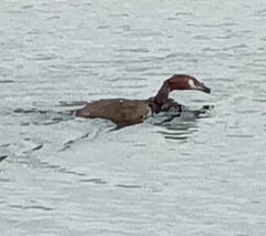 Podiceps cristatus