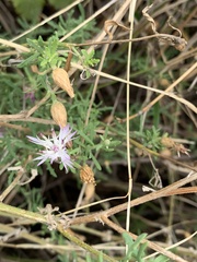 Centaurea aspera