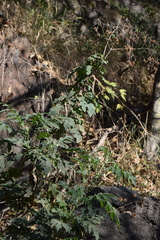 Montanoa bipinnatifida