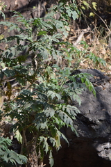 Montanoa bipinnatifida