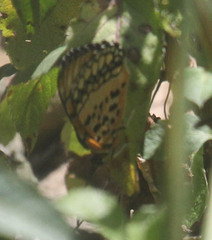 Byblia anvatara