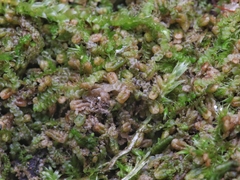 Lejeunea cavifolia
