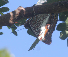 Charaxes brutus