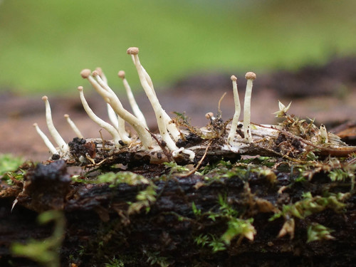 Representative image of Onygenales