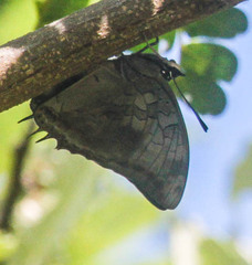 Charaxes ethalion