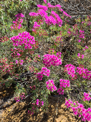 Verticordia monadelpha