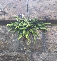 Asplenium trichomanes