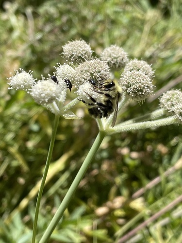 iNaturalist observation photo of Pyrobombus