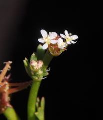 Trachymene ceratocarpa