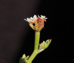 Trachymene ceratocarpa