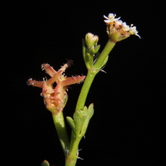 Trachymene ceratocarpa