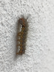 Hypercompe suffusa