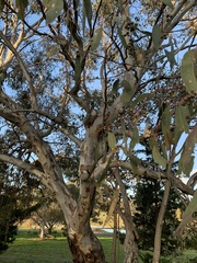 Eucalyptus blakelyi