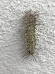 Hypercompe suffusa