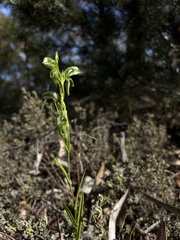 Pterostylis chlorogramma