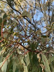 Eucalyptus blakelyi