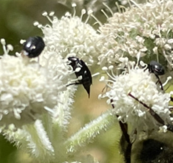 iNaturalist observation photo of Tumbling Flower Beetles