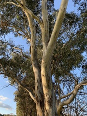 Eucalyptus blakelyi
