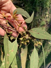 Eucalyptus blakelyi