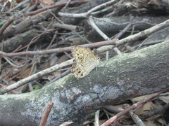 Neope goschkevitschii