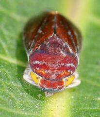 Citorus