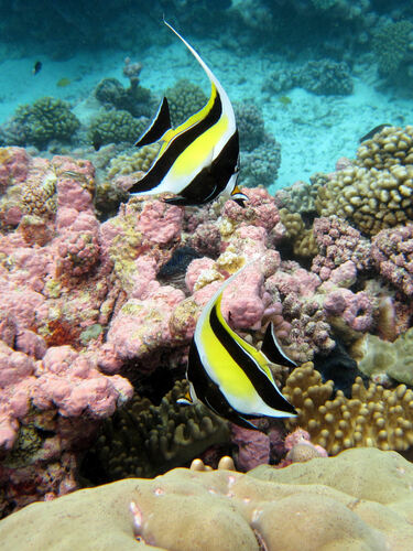 Moorish Idol