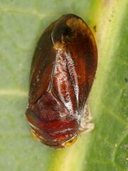 Citorus