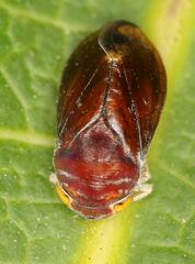 Citorus