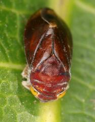 Citorus
