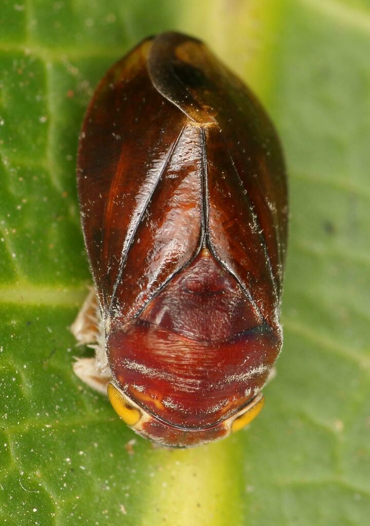 Citorus