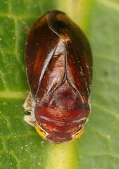 Citorus