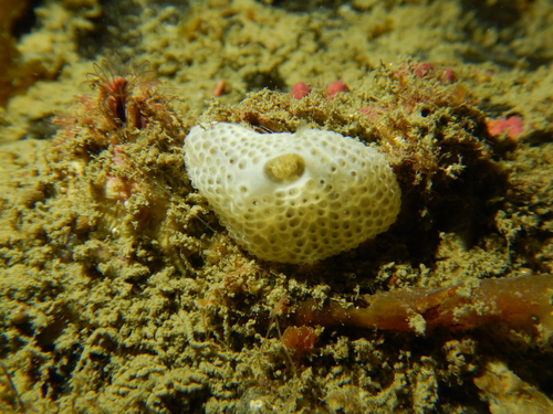 Didemnum studeri