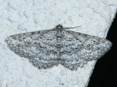 Psilosticha absorpta