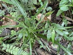 Cyperus diffusus