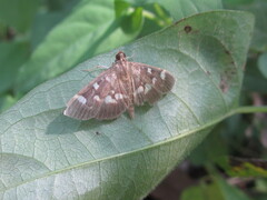 Herpetogramma luctuosalis