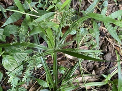 Cyperus diffusus
