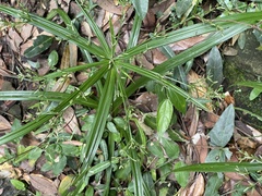 Cyperus diffusus