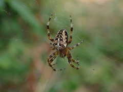 Araneus diadematus