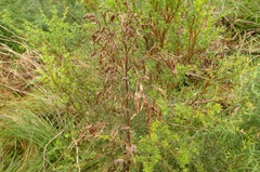 Calomeria amaranthoides