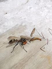 Mischocyttarus pallidipectus