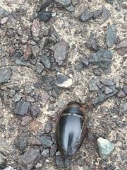 Hydaticus transversalis