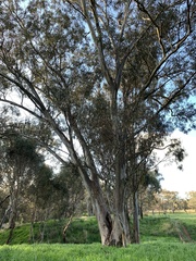 Eucalyptus blakelyi