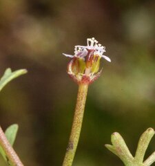 Trachymene cyanopetala