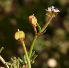 Trachymene cyanopetala