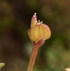 Trachymene cyanopetala
