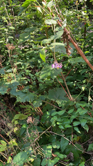 Solanum dulcamara